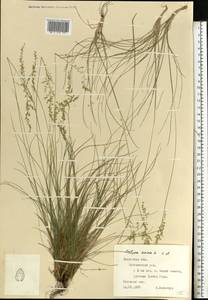 Овсяница овечья L., Восточная Европа, Западно-Украинский район (E13) (Украина)