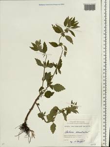 Щетинохвост шандровый (L.) Ehrh. ex Rchb., Восточная Европа, Ростовская область (E12a) (Россия)