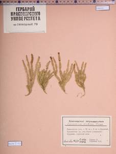Spinulum annotinum subsp. dubium (Zoëga) J.H.Xue, Chepinoga & K.P.Ma, Сибирь, Алтай и Саяны (S2) (Россия)