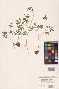 Хохлатка плотная (L.) Clairv., Восточная Европа, Нижневолжский район (E9) (Россия)