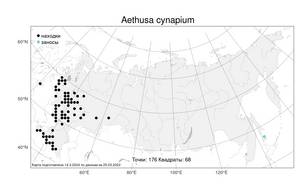 Aethusa cynapium, Кокорыш обыкновенный, Собачья петрушка L., Атлас флоры России (FLORUS) (Россия)