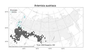 Artemisia austriaca, Полынь австрийская Jacq., Атлас флоры России (FLORUS) (Россия)