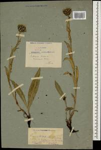 Centaurea cheiranthifolia subsp. cheiranthifolia, Кавказ, Армения (K5) (Армения)