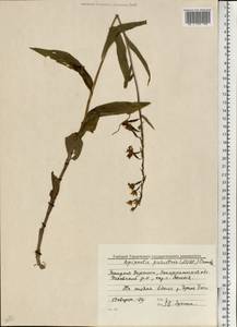 Дремлик болотный (L.) Crantz, Восточная Европа, Западно-Украинский район (E13) (Украина)