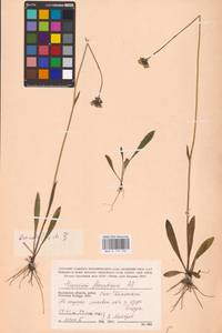 Pilosella erythrochrista (Nägeli & Peter) S. Bräut. & Greuter, Восточная Европа, Центральный район (E4) (Россия)