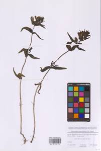 Погремок узколистный, Восточная Европа, Московская область и Москва (E4a) (Россия)