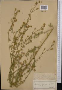 Люцерна серповидная L., Средняя Азия и Казахстан, Муюнкумы, Прибалхашье и Бетпак-Дала (M9) (Казахстан)