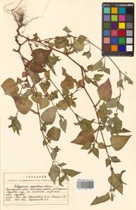 Головкоцветник непальский (Meisn.) H. Gross, Сибирь, Дальний Восток (S6) (Россия)