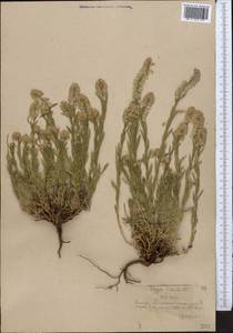 Истод хохлатый, Средняя Азия и Казахстан, Северный и Центральный Тянь-Шань (M4) (Казахстан)