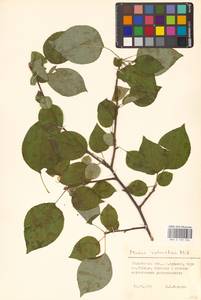 Яблоня лесная Mill., Восточная Европа, Волжско-Камский район (E7) (Россия)