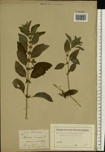 Мята полевая L., Восточная Европа, Московская область и Москва (E4a) (Россия)