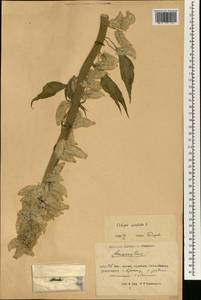 Celosia argentea f. cristata (L.) Schinz, Зарубежная Азия (ASIA) (КНР)
