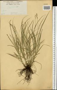 Осока колосистая, Восточная Европа, Центральный лесостепной район (E6) (Россия)