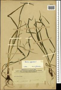 Lolium giganteum (L.) Darbysh., Кавказ, Азербайджан (K6) (Азербайджан)