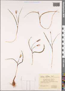 Тюльпан двуцветковый Pall., Восточная Европа, Нижневолжский район (E9) (Россия)