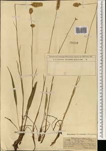 Змеевик лисохвостный (Turcz. ex Kom.) Nakai, Монголия (MONG) (Монголия)