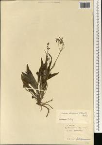 Ixeris chinensis subsp. chinensis, Зарубежная Азия (ASIA) (КНР)