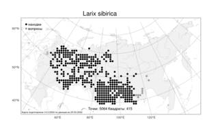 Larix sibirica, Лиственница сибирская Ledeb., Атлас флоры России (FLORUS) (Россия)