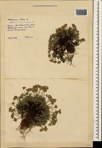 Проломник мохнатый L., Крым (KRYM) (Россия)