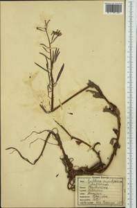 Chamaenerion angustifolium subsp. angustifolium, Восточная Европа, Северо-Западный район (E2) (Россия)