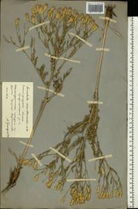 Klasea erucifolia (L.) Greuter & Wagenitz, Восточная Европа, Нижневолжский район (E9) (Россия)