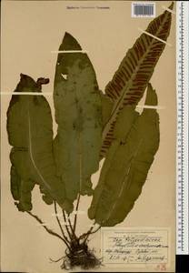 Костенец сколопендровый, Кавказ, Грузия (K4) (Грузия)