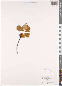 Береза (Zanoni ex Murray) Govaerts, Восточная Европа, Северный район (E1) (Россия)