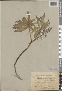 Голосемянник Альберта (Regel) Takht., Средняя Азия и Казахстан, Западный Тянь-Шань и Каратау (M3) (Узбекистан)