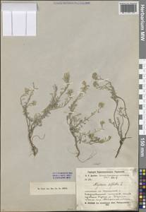 Odontarrhena tortuosa subsp. tortuosa, Средняя Азия и Казахстан, Северный и Центральный Казахстан (M10) (Казахстан)