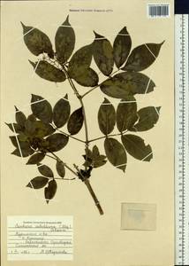 Sambucus racemosa subsp. sieboldiana (Blume ex Miq.) Hara, Сибирь, Дальний Восток (S6) (Россия)