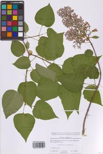 Сирень обыкновенная L., Восточная Европа, Московская область и Москва (E4a) (Россия)