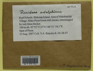 Fissidens teysmannianus Dozy & Molk., Гербарий мохообразных, Мхи - Дальний Восток (без Чукотки и Камчатки) (B20) (Россия)