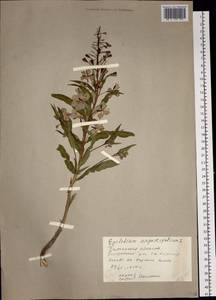 Chamaenerion angustifolium subsp. angustifolium, Сибирь, Прибайкалье и Забайкалье (S4) (Россия)