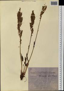 Щавель кислый L., Сибирь, Чукотка и Камчатка (S7) (Россия)