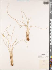 Iridaceae, Средняя Азия и Казахстан, Каракумы (M6) (Туркмения)