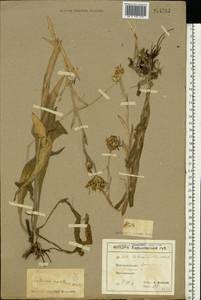 Centaurea triumfettii subsp. axillaris (Willd. ex Celak.) Stef. & T. Georgiev, Восточная Европа, Северо-Украинский район (E11) (Украина)