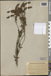 Кровохлебка альпийская Bunge, Сибирь, Центральная Сибирь (S3) (Россия)