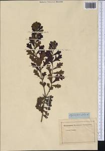 Morella quercifolia (L.) D.J.B. Killick, Америка (AMER) (Неизвестно)