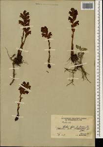 Заразиха, Кавказ, Южная Осетия (K4b) (Южная Осетия)