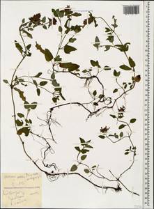 Черноголовка обыкновенная L., Кавказ, Грузия (K4) (Грузия)