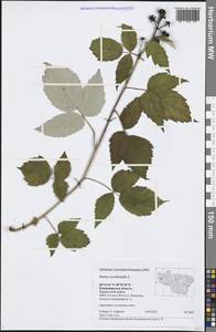 Rubus occidentalis L., Восточная Европа, Центральный район (E4) (Россия)