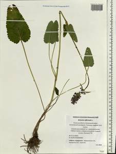 Betonica officinalis subsp. officinalis, Восточная Европа, Северо-Западный район (E2) (Россия)