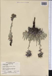 Phacelia sericea (Graham) A. Gray, Америка (AMER) (Канада)