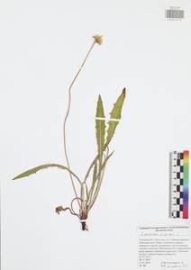 Кульбаба шершаволистная L., Восточная Европа, Центральный район (E4) (Россия)