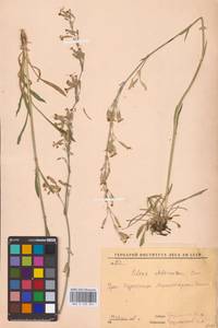 Смолевка зеленоцветковая (Willd.) Ehrh., Восточная Европа, Восточный район (E10) (Россия)