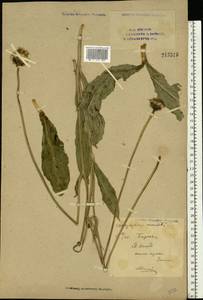 Trommsdorffia maculata (L.) Bernh., Восточная Европа, Восточный район (E10) (Россия)