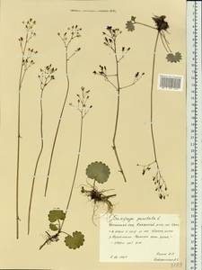 Micranthes punctata (L.) Losinsk., Сибирь, Прибайкалье и Забайкалье (S4) (Россия)