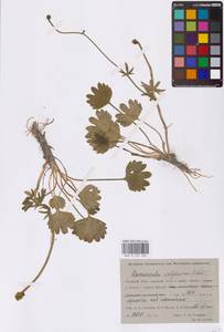 Лютик серножелтый Sol., Сибирь, Западная Сибирь (S1) (Россия)