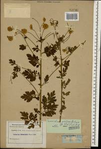 Tanacetum partheniifolium (Willd.) Sch. Bip., Кавказ (без точных местонахождений) (K0)