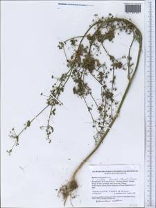 Helosciadium nodiflorum subsp. nodiflorum, Средняя Азия и Казахстан, Западный Тянь-Шань и Каратау (M3) (Киргизия)